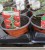 Tomato & Courgette Plants