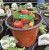 Tomato & Courgette Plants