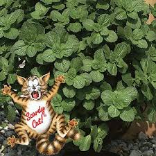 Canina (cat repellent plant) or 8 for 10