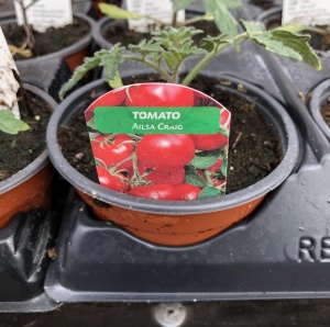 Tomato & Courgette Plants